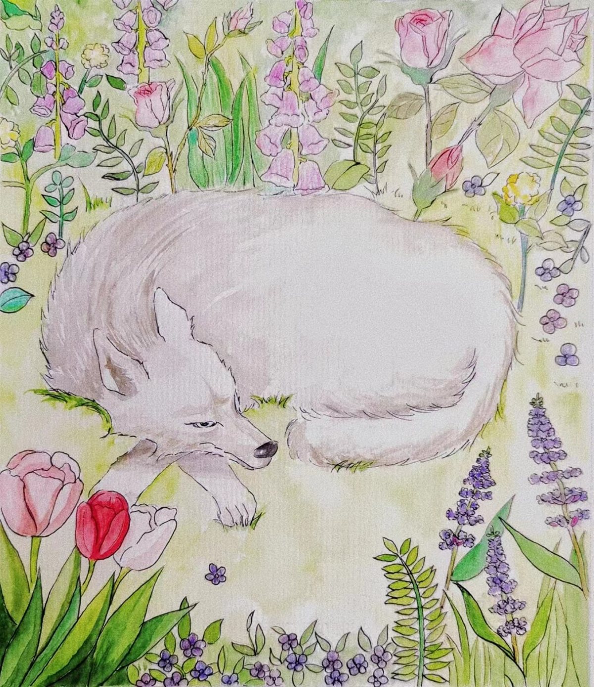 Fox sleeping in tulips
