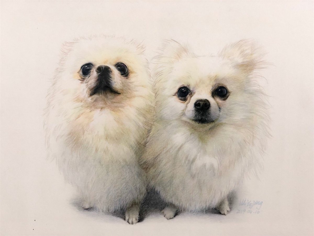 White dogs colored pencil portrait