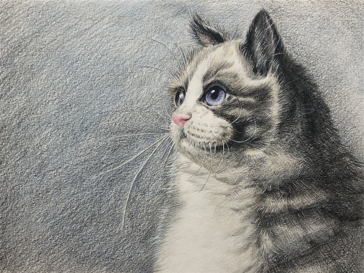 Colored pencil study